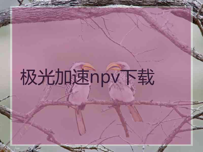 极光加速npv下载